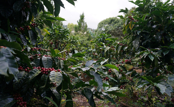 Nicaragua El Suspiro Bourbon Pulped Natural 200g