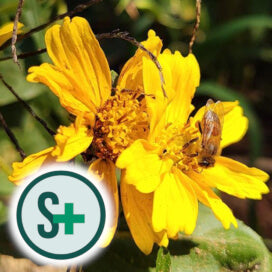 Brazil SUSTENTA+ Baba Blend Natural 200g